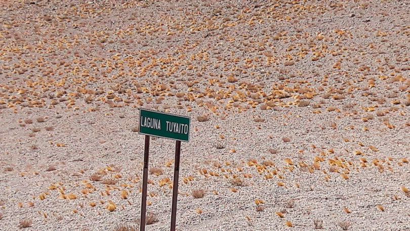 Atacama Deserto